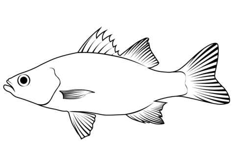 White Perch (Morone Americana) Coloring Page